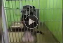 Dog danced hoping to be adopted