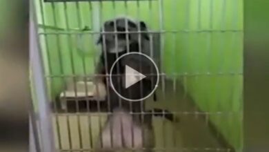Dog danced hoping to be adopted